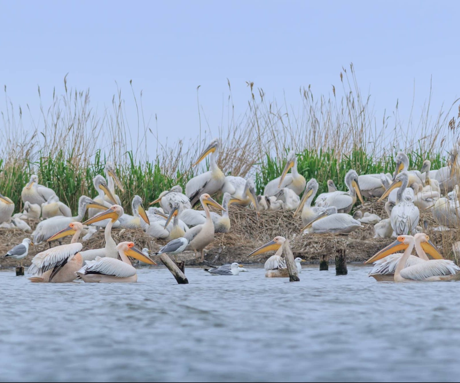 white pelicans in danube delta romania 2021 08 26 15 59 08 utc e1656602526826